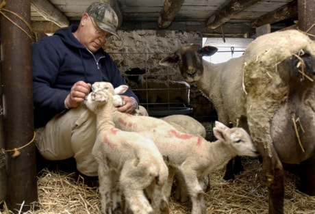 ODD Quintuplet Lambs
