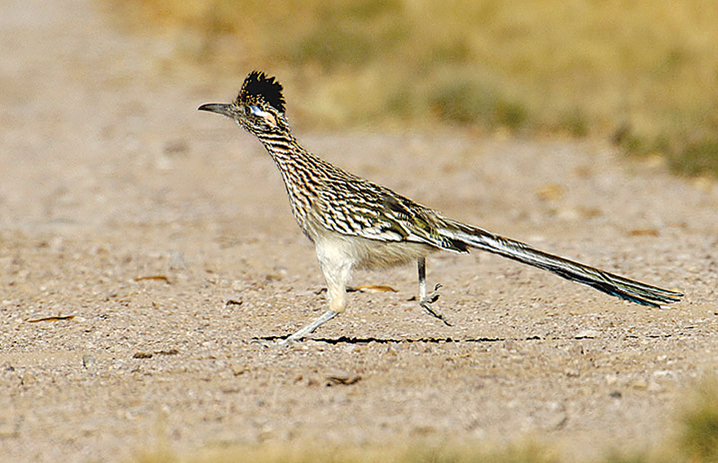 These road runners weren't running, or saying 'beep beep' - Red Deer  Advocate