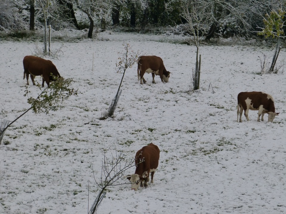 web1_Winter-Snow-Time-Of-Year-Cows-Cold-Pasture-68600