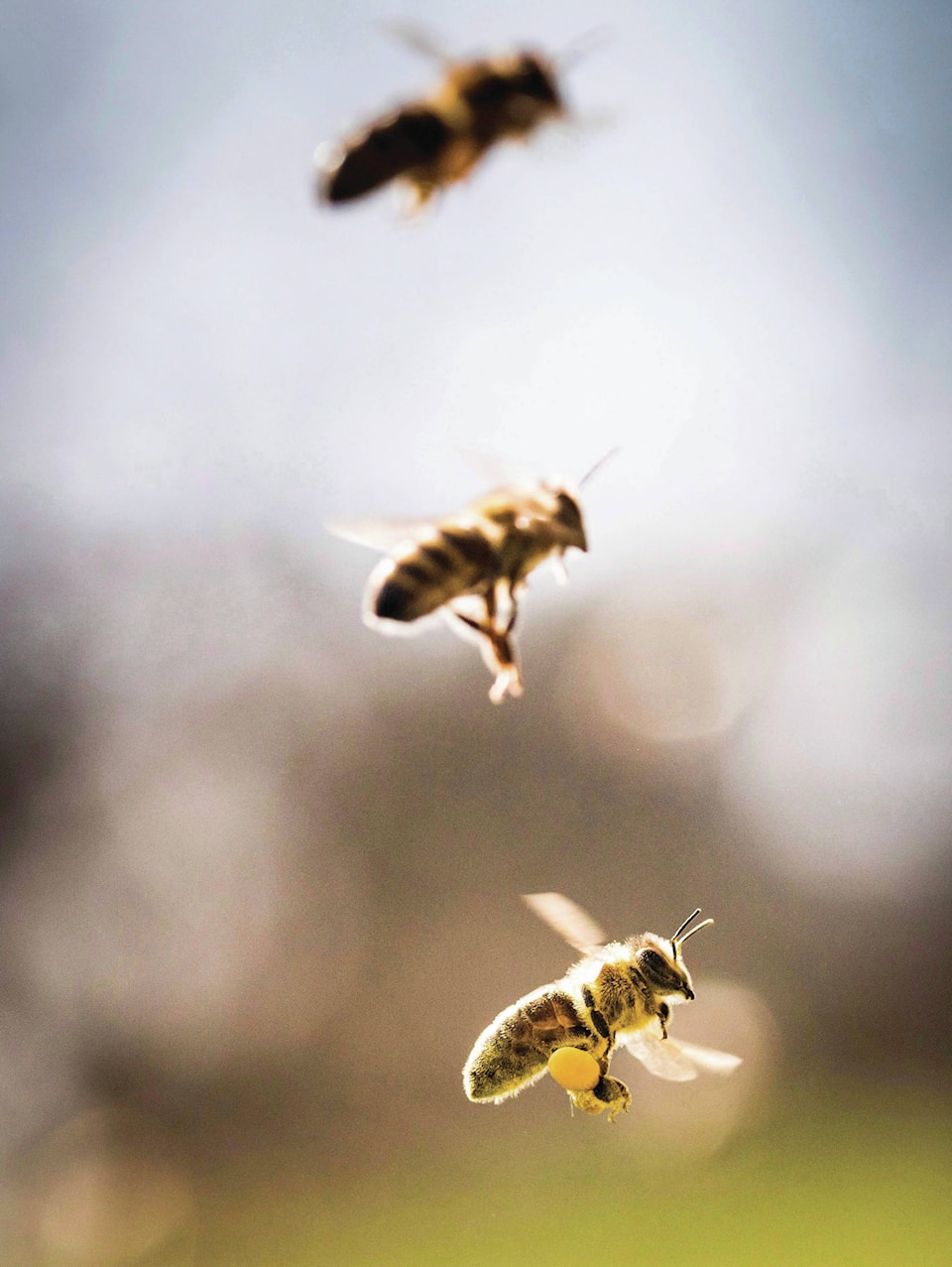 web1_170330-RDA-BUS-bee-campaign