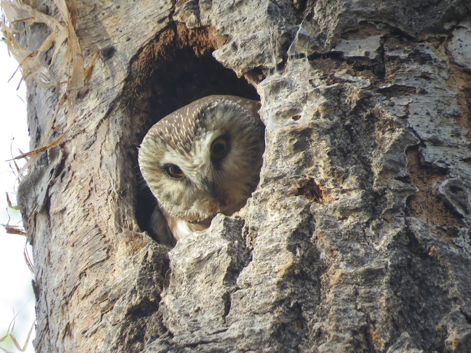 web1_Northern-saw-whet-owl