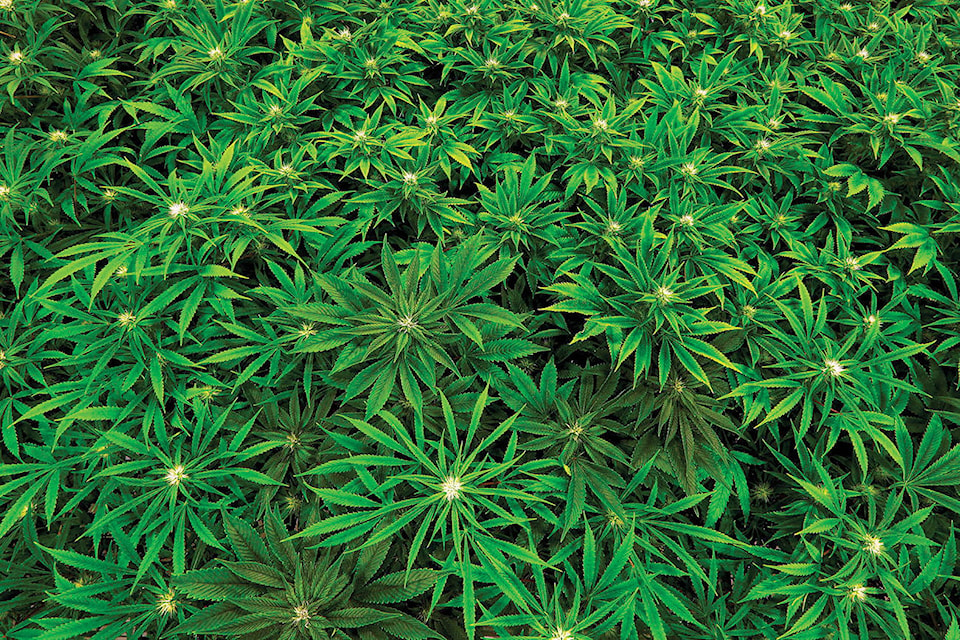 web1_Marijuana-stock-photo