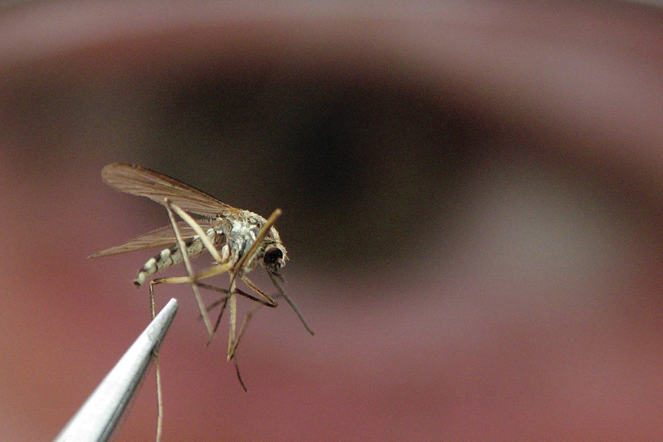 web1_170621-RDA-Canada-Mosquito-PIC
