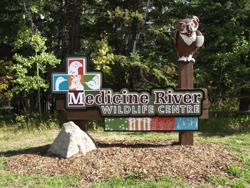 web1_medicine-river-wildlife