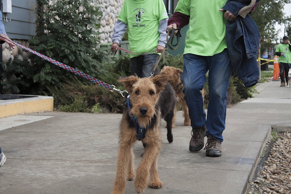 7894127_web1_Darby-dogjog2016829121141204