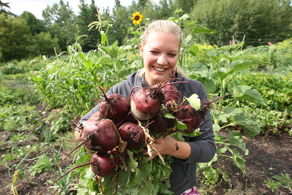 Megan Noble of Red Deer shows off her beet harvest she pulled from her community garden plot at the Michener Gardens on Friday. Noble welcomed the rain that fell on the city on Thursday. (Photo by Jeff Stokoe/Advocate staff)