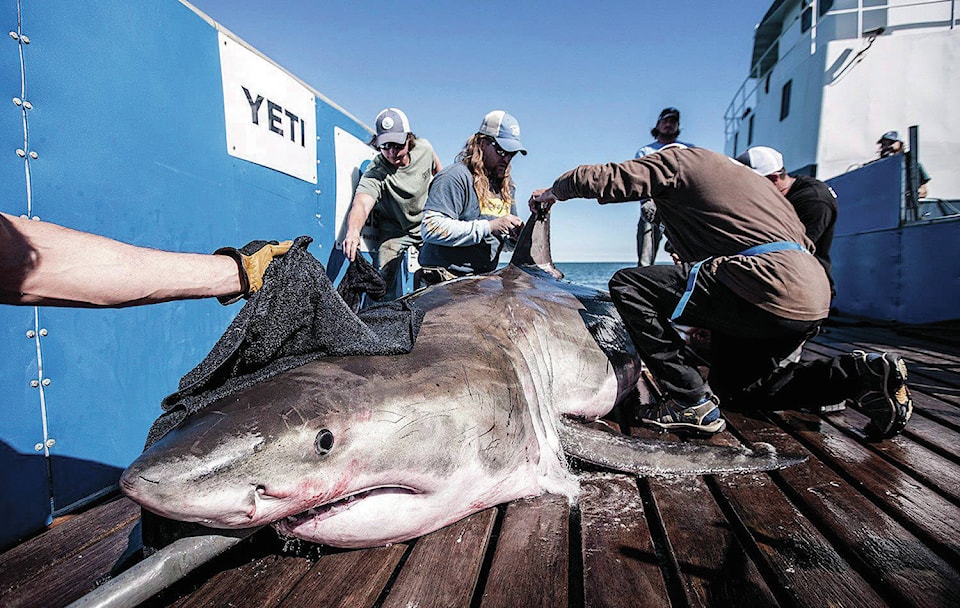 8218533_web1_170823-RDA-Canada-Great-White-Shark-PIC