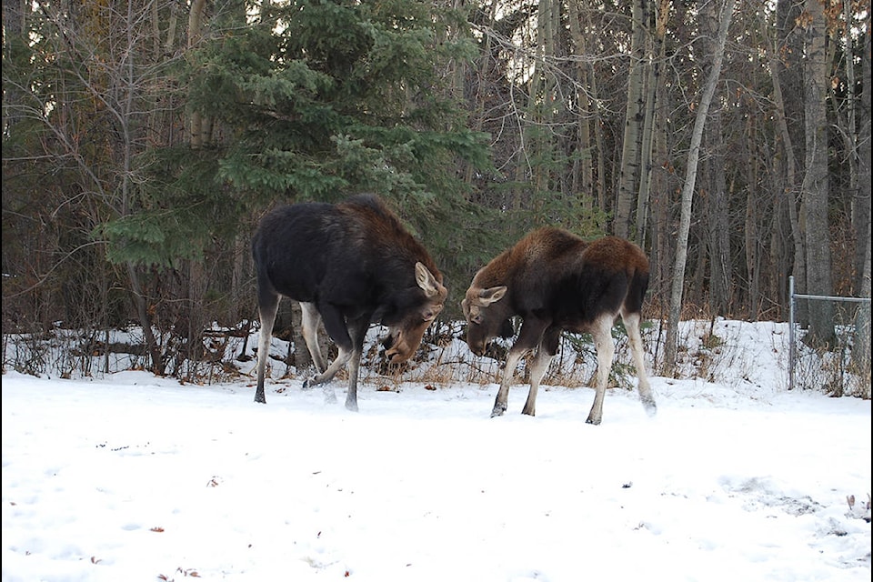 A cow moose and her 18-month-old bull calf greeted the Harris family Wednesday afternoon in their backyard in the Pines neighbourhood. (Photo contributed by Garrett Harris)