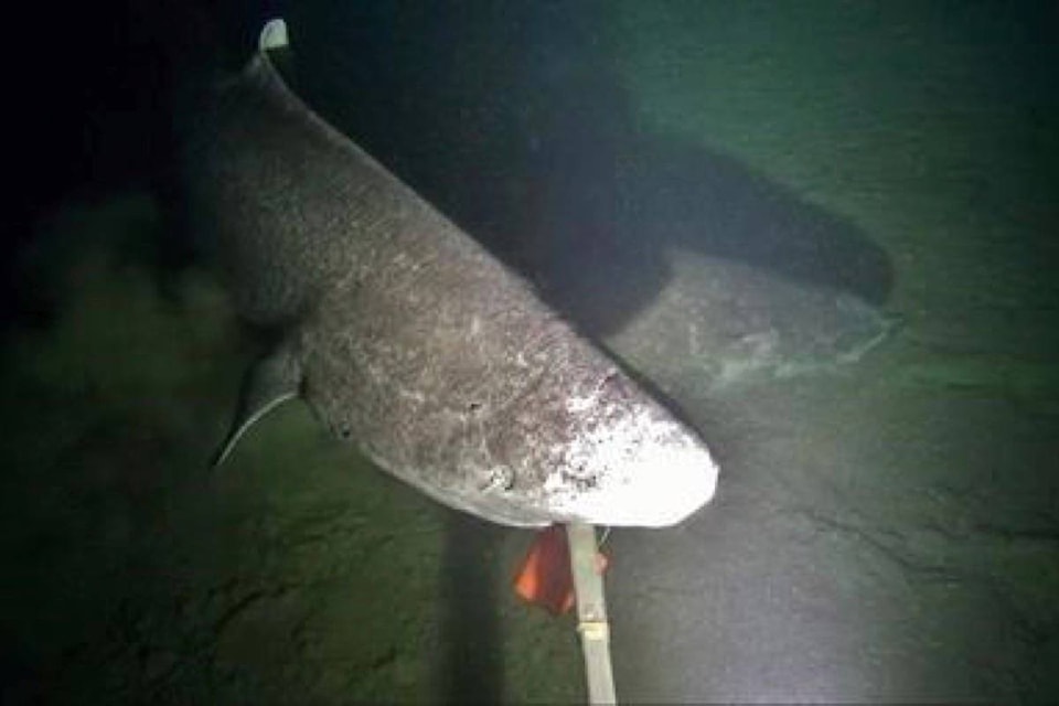 10846677_web1_180302-RDA-N.L.-researchers-capture-video-images-of-elusive-Greenland-sharks-in-Nunavut_1