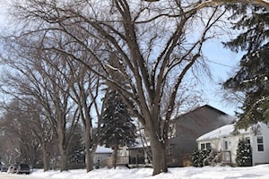 Red Deer city council seeks backyard suite options