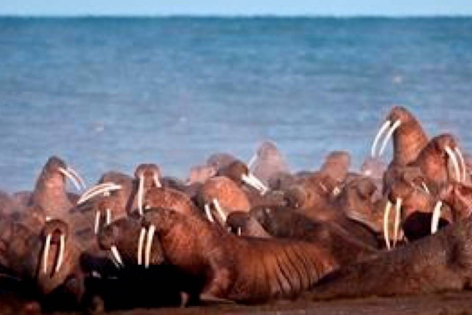 10933768_web1_180308-RDA-Lawsuit-filed-after-US-fails-to-list-walruses-as-threatened_1