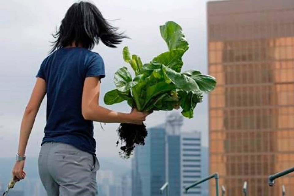 11194754_web1_180327-RDA-Hong-Kongs-skyline-farms-harvest-more-happiness-than-food_1
