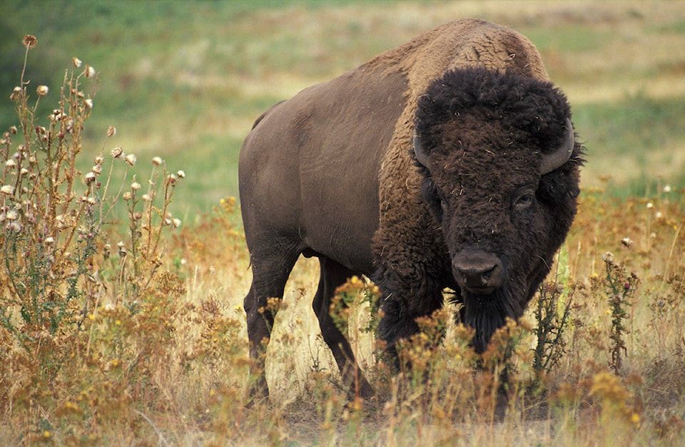11321027_web1_web-American-bison