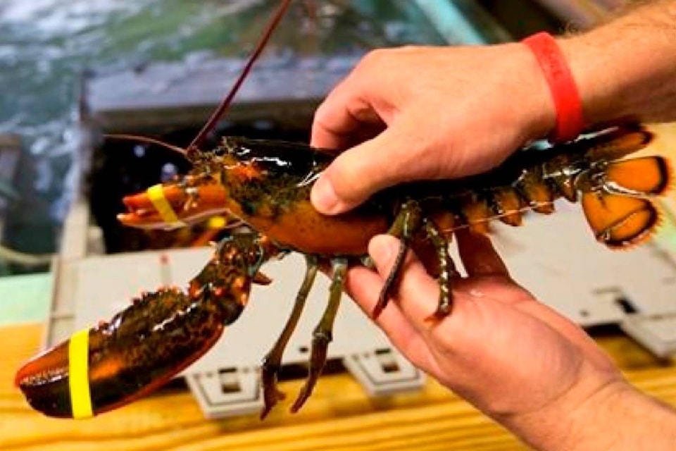 11863571_web1_180513-RDA-Lobster-industry-fears-weaker-shells-but-evidence-is-mixed_1