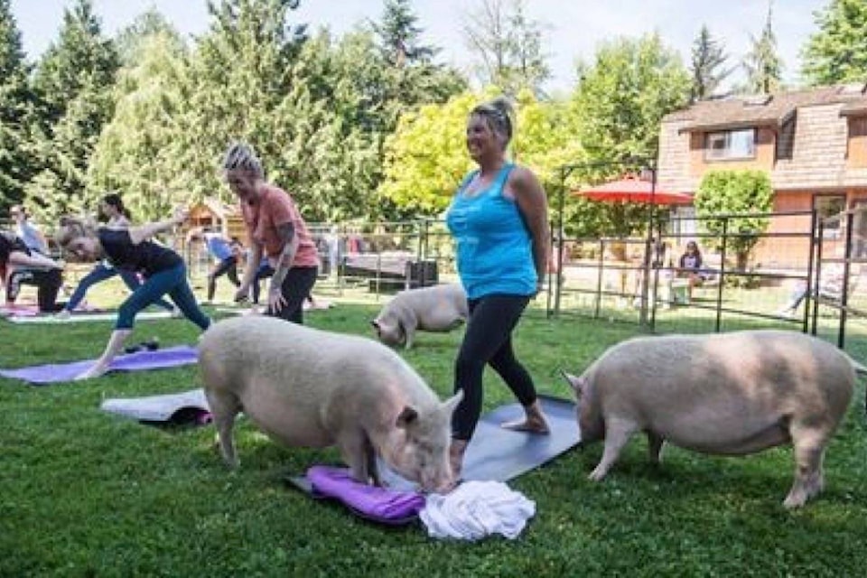 12456509_web1_180625-RDA-Pigs-make-surprise-appearance-during-yoga-session-in-Aldergrove-B.C._1