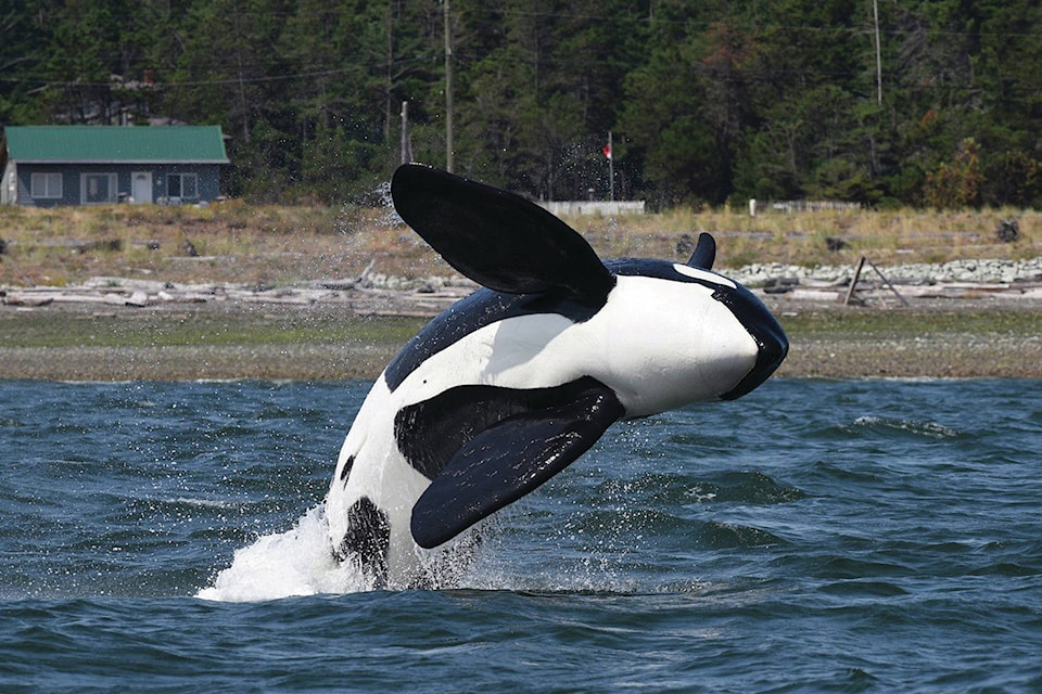 13014997_web1_180804-RDA-Canada-Comox-Whale-PIC