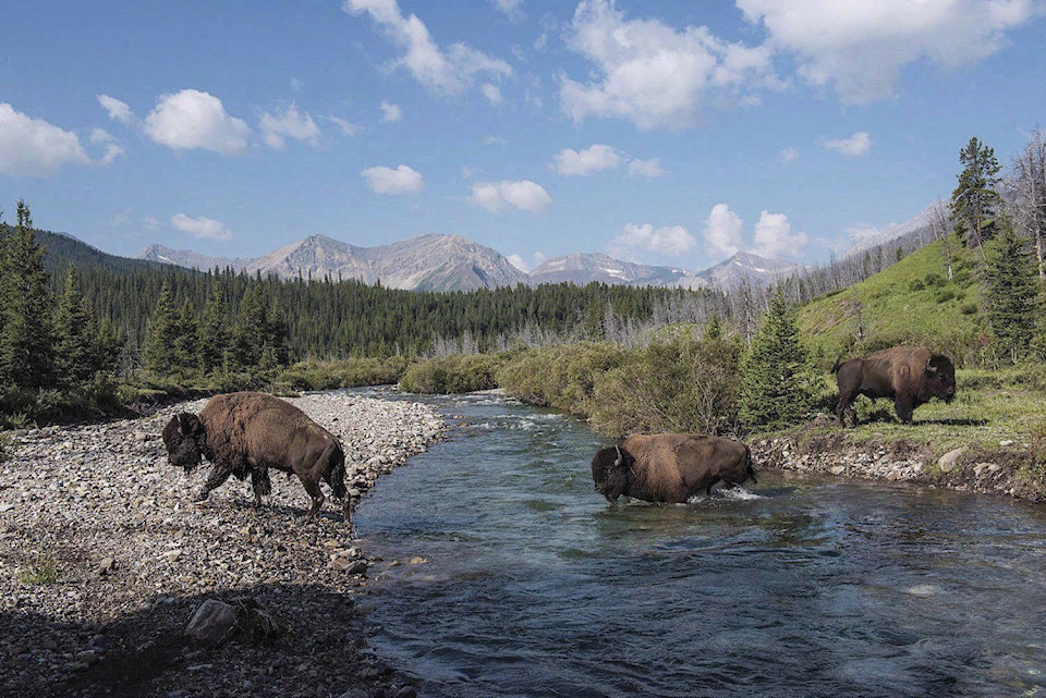 13240235_web1_180822-RDA-Canada-Banff-Bison-PIC