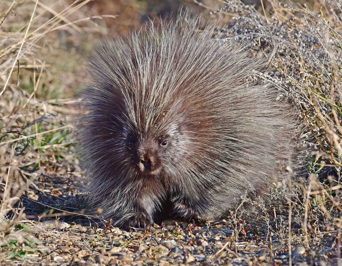Central Alberta motorists Watch out for porcupines — and other