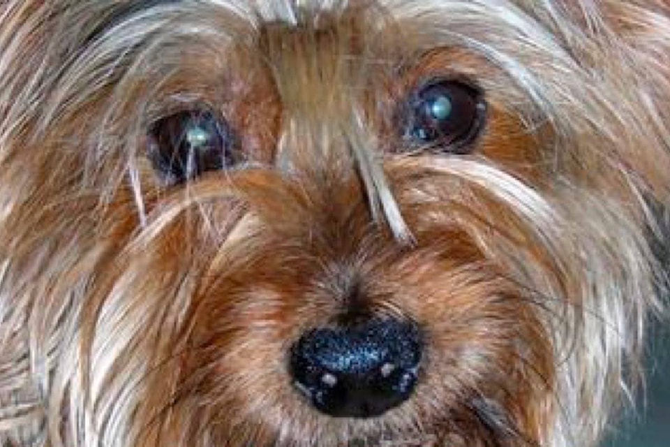 14504322_web1_181122-RDA-19-year-old-Yorkshire-Terrier-retires-from-The-Nutcracker_1