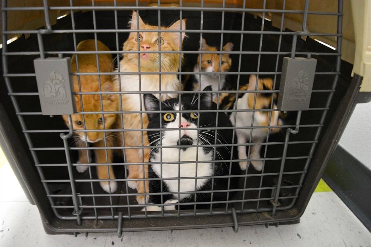 14515936_web1_181123-RDA-cats-abandoned-in-containers_18