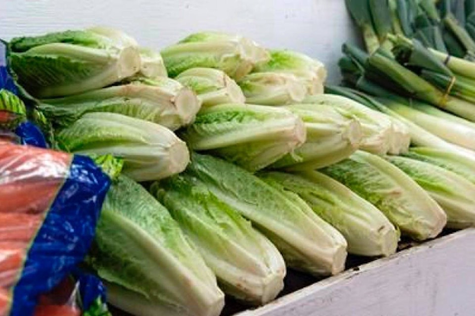 14551813_web1_181127-RDA-Food-agency-taking-steps-to-prevent-entry-of-lettuce-suspected-in-E.-coli-cases_1