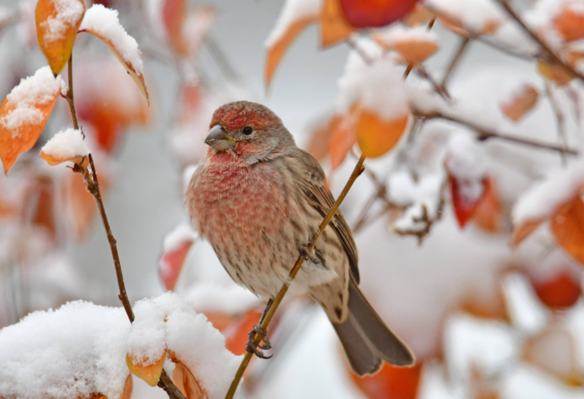 14725617_web1_House-Finch-in-Snow_DSC_7546