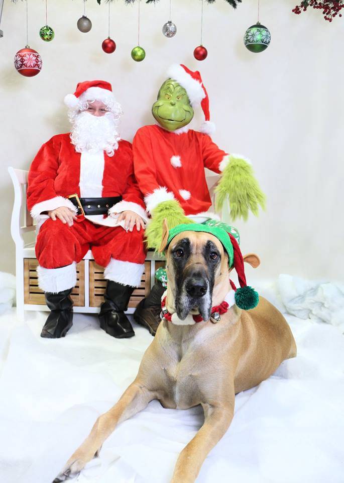 Dog daycare red best sale deer