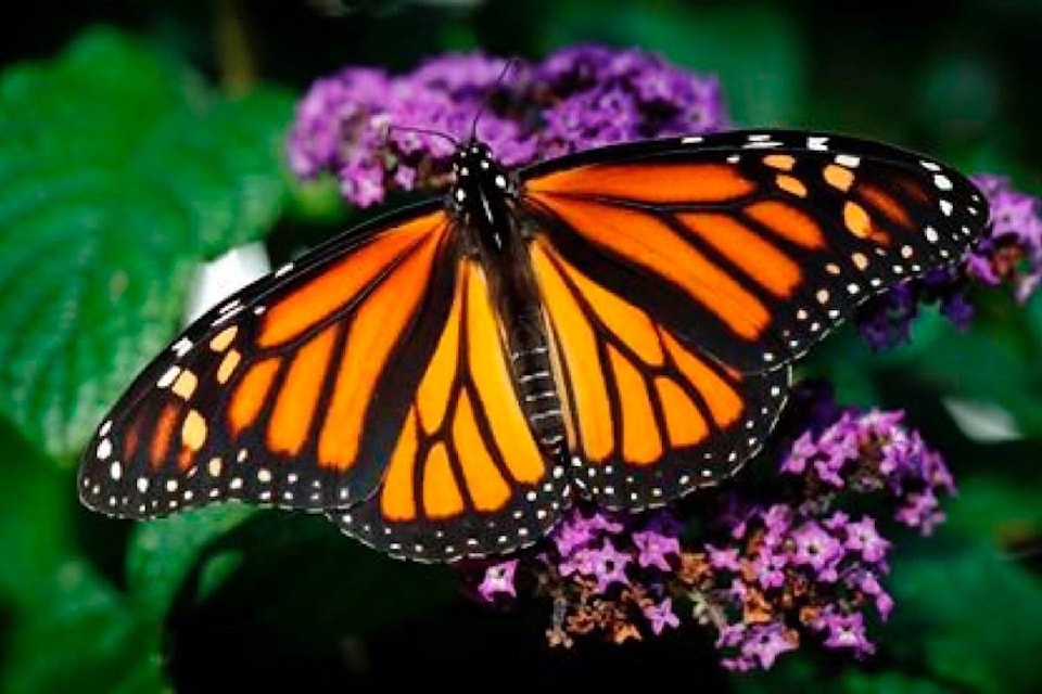 15417152_web1_190205-RDA-U.S.-Mexico-surpass-Canada-in-efforts-to-restore-monarch-butterfly-habitat_1