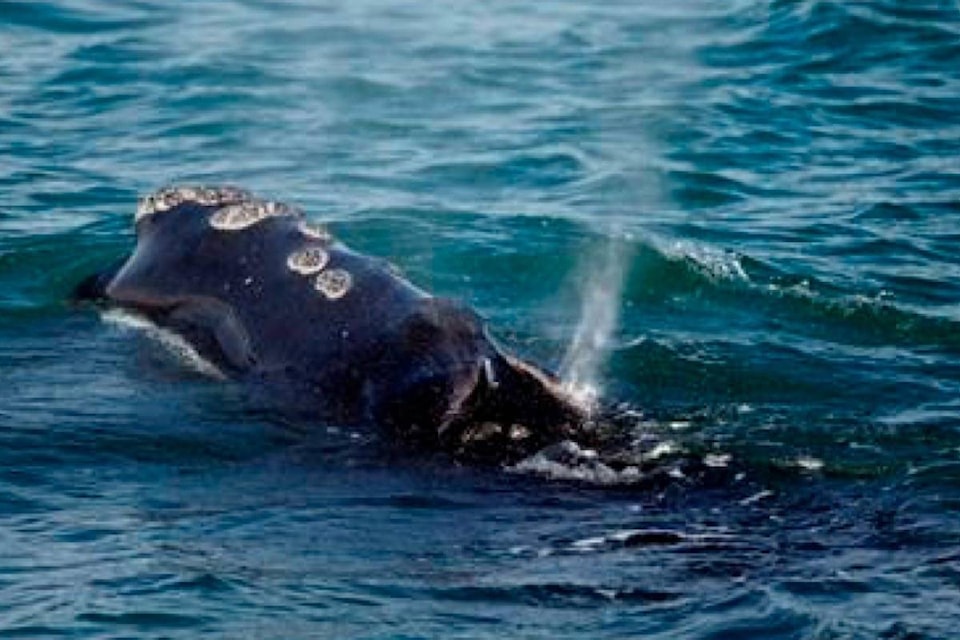 15651952_web1_190221-RDA-Baby-boom-for-endangered-right-whales-offer-researchers-a-glimmer-of-hope_1