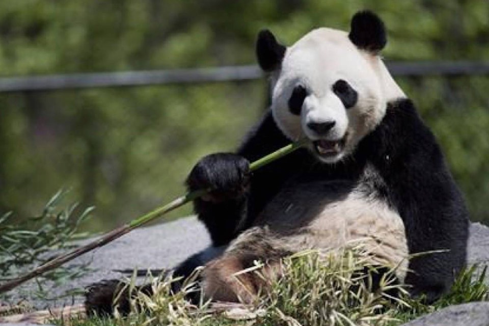 15853881_web1_190307-RDA-Calgary-Zoo-attempt-to-breed-giant-pandas-from-China-by-artificial-insemination_1