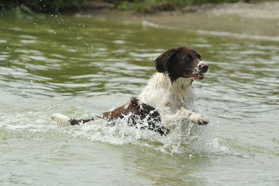 16285989_web1_dog_water_swimming_doggy_pet_dogs_beach-708834