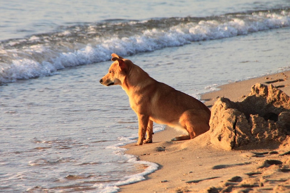 16352801_web1_dog-beach