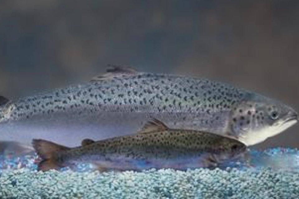 16363990_web1_190411-RDA-First-genetically-modified-salmon-to-hit-Canadian-stores-as-Ottawa-gives-its-OK_1