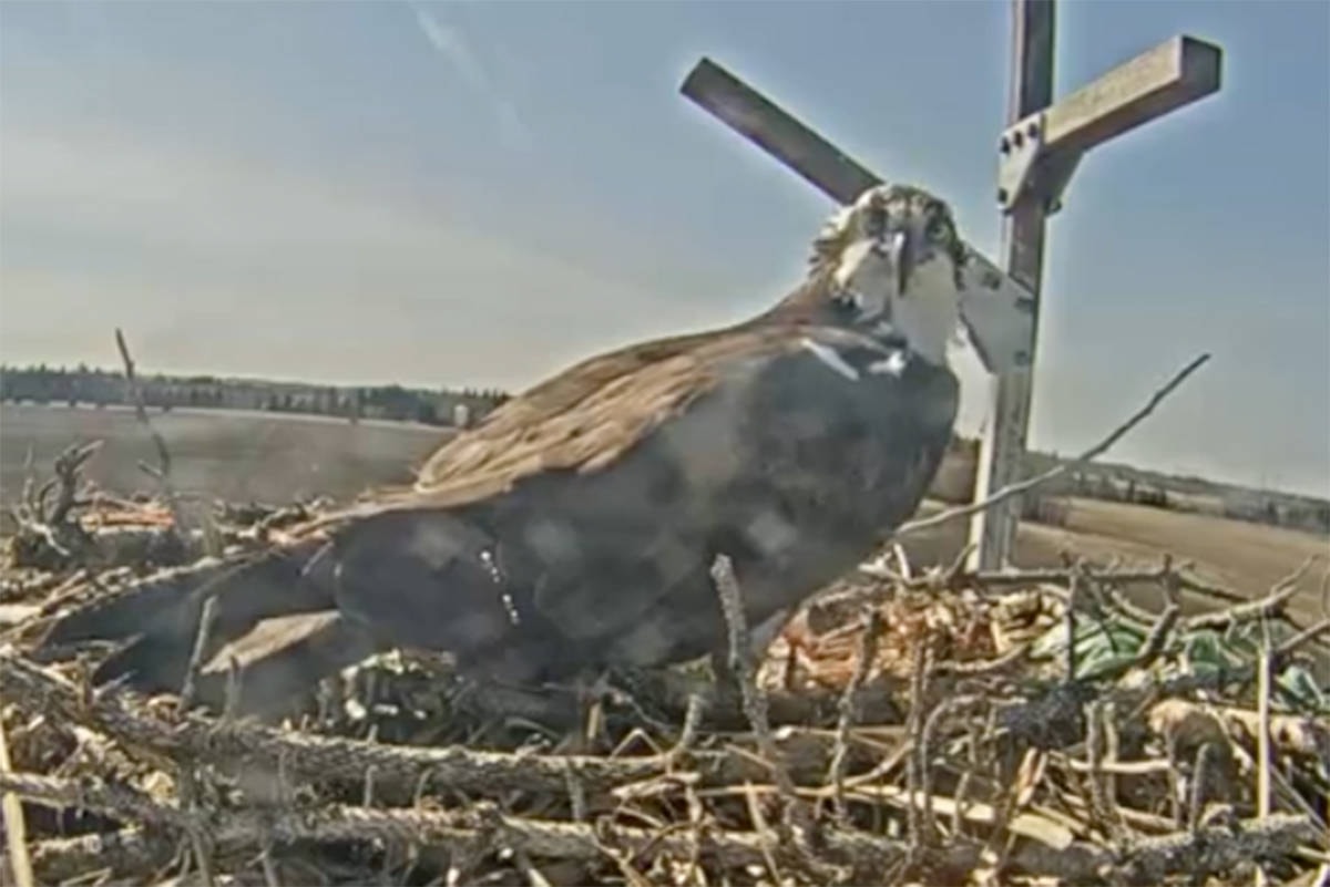 Fortis online osprey cam