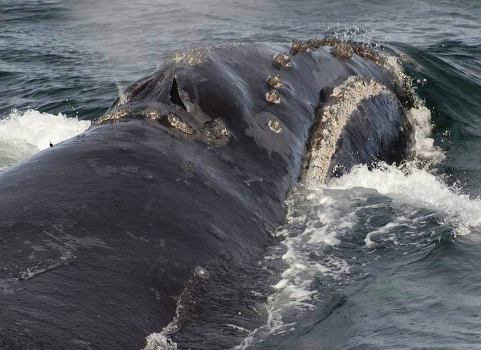 17389423_web1_190621-RDA-Canada-Right-Whale-Deaths-PIC