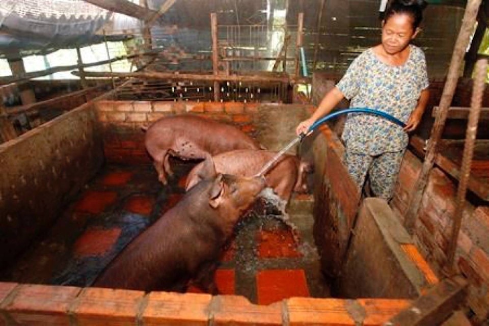 17393761_web1_190621-RDA-Millions-of-pigs-culled-as-swine-fever-spreads-through-Asia_1
