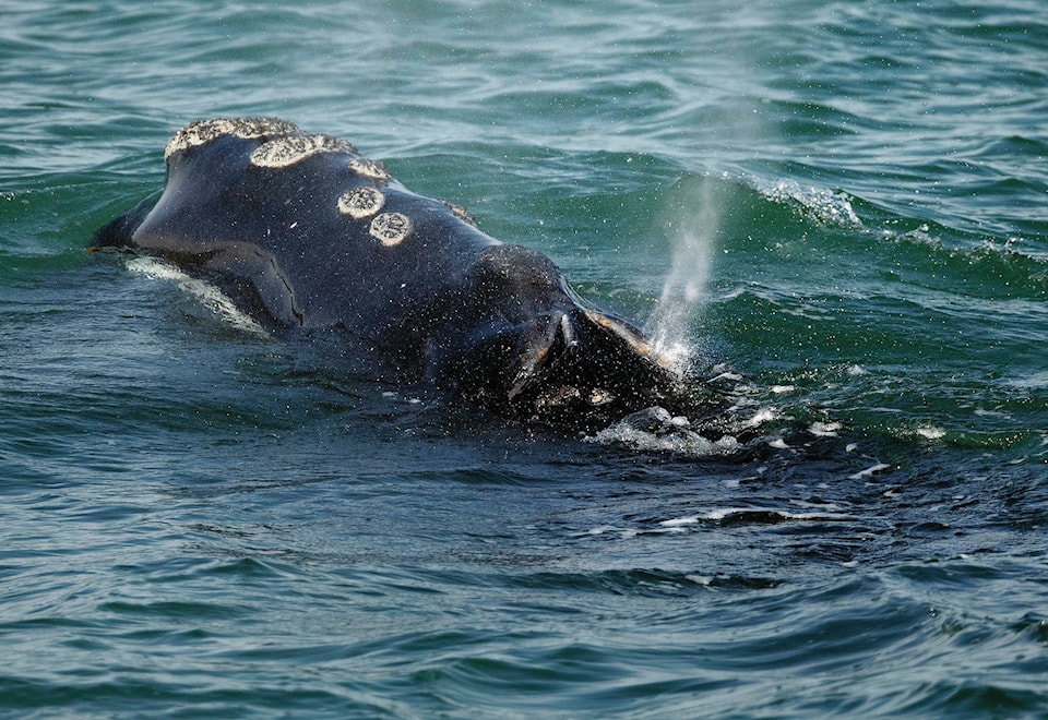 17505635_web1_190629-RDA-right-whales
