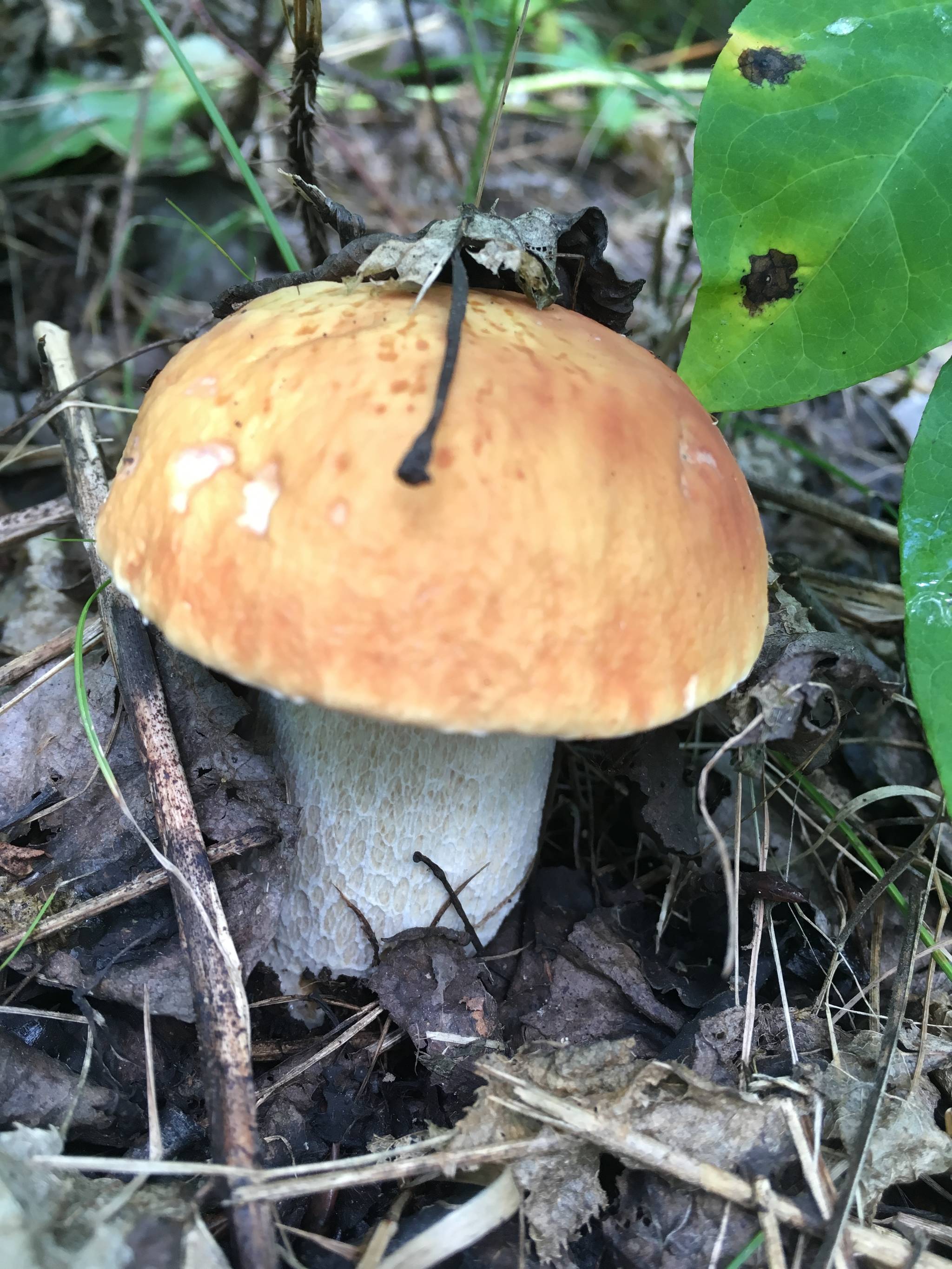 17575169_web1_190704-RDA-mushroom-bumper-crop_3