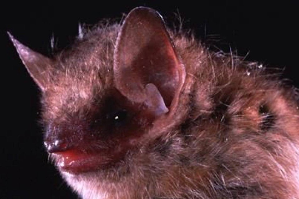 17715220_web1_190716-RDA-B.C.-man-dies-of-rare-viral-rabies-infection-after-contact-with-a-bat_2