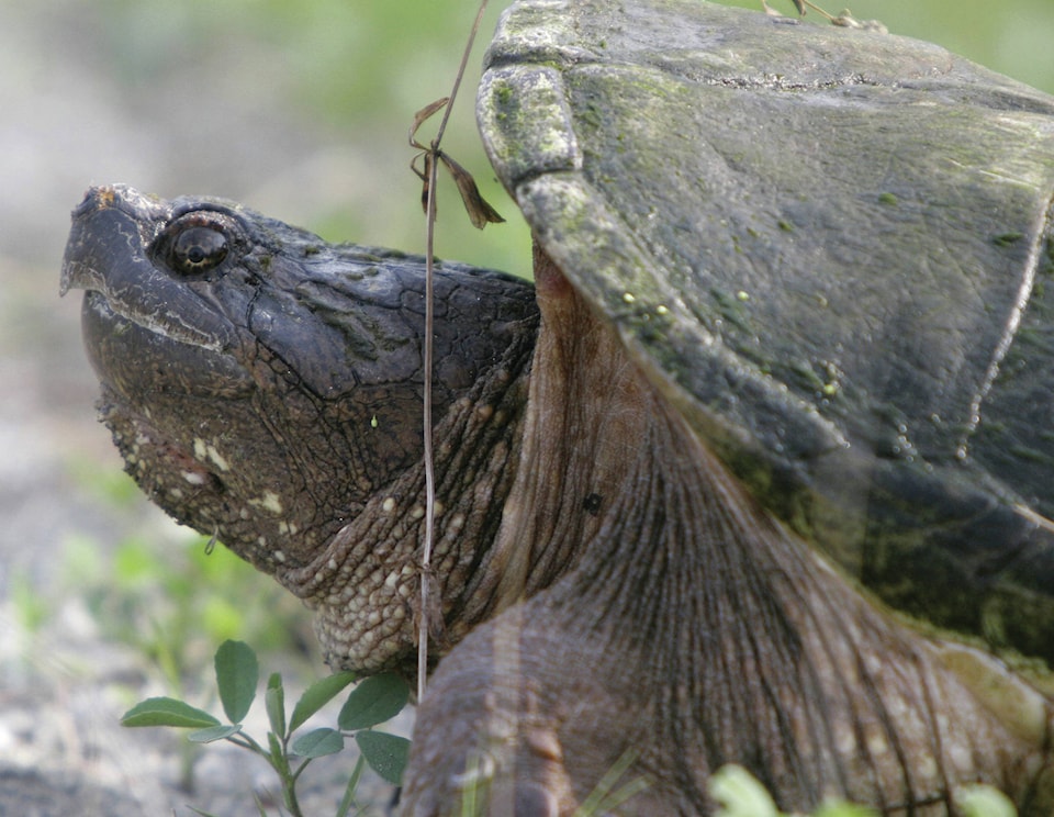 18013569_web1_190807-RDA-Canada-Snapping-Turtle-PIC