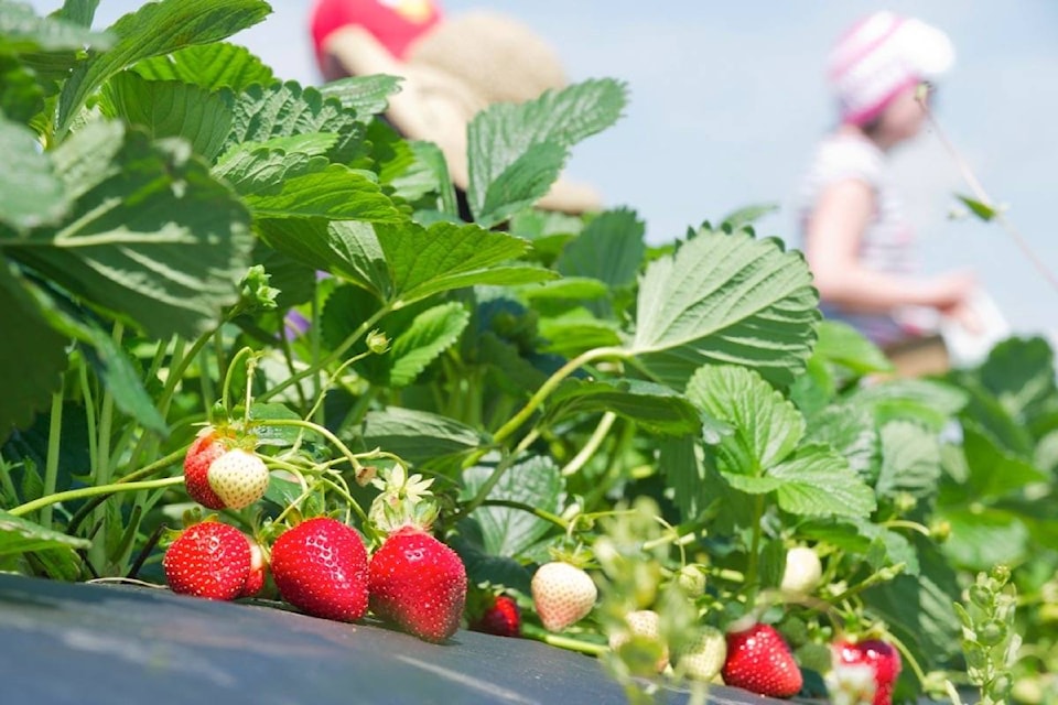 18049767_web1_190809-RDA-central-alberta-growers_5