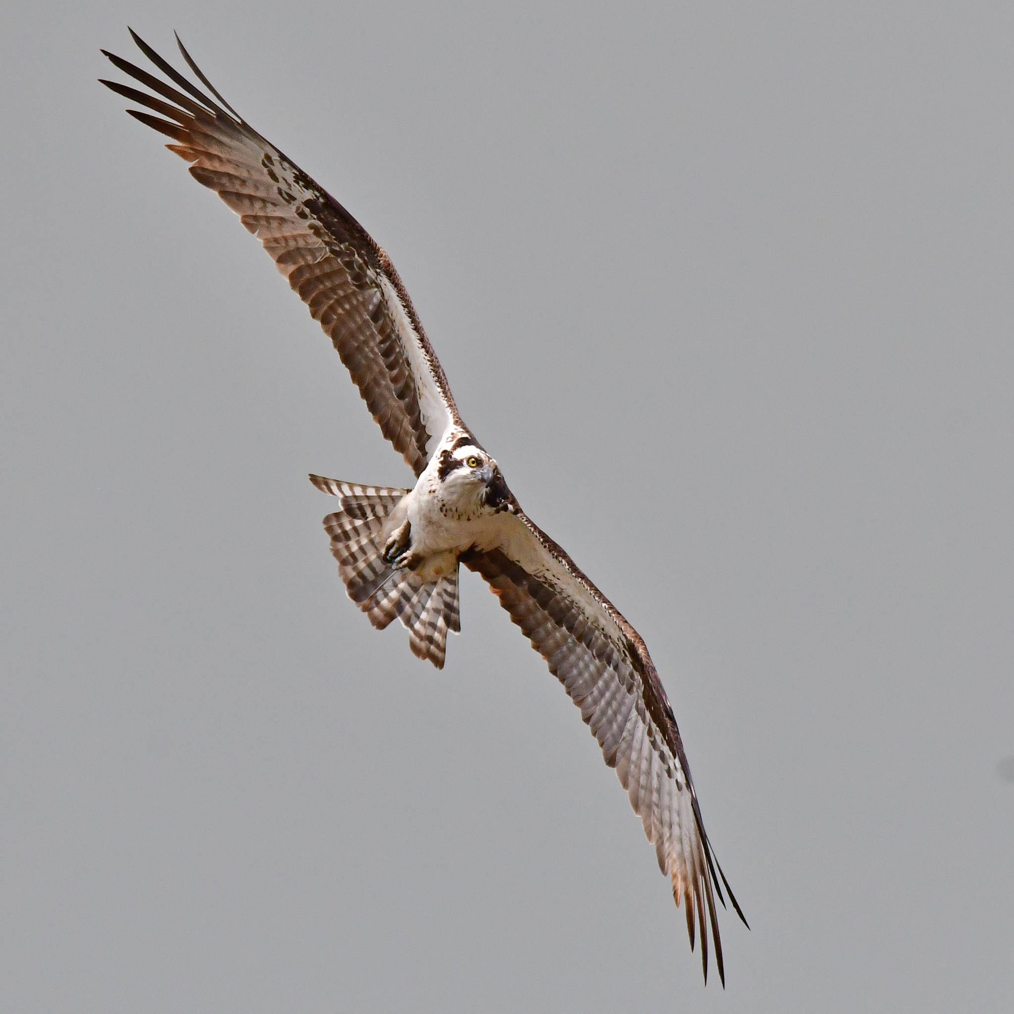 18284068_web1_Osprey_