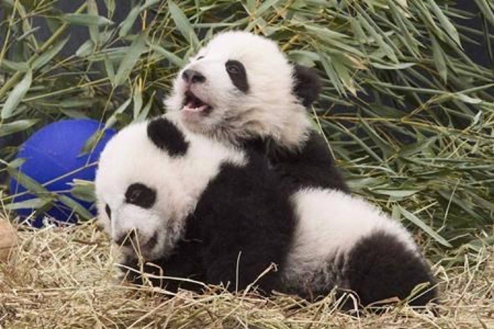 19144710_web1_191029-RDA-Permits-and-challenges-delay-transfer-of-panda-cubs-from-Calgary-to-China_1