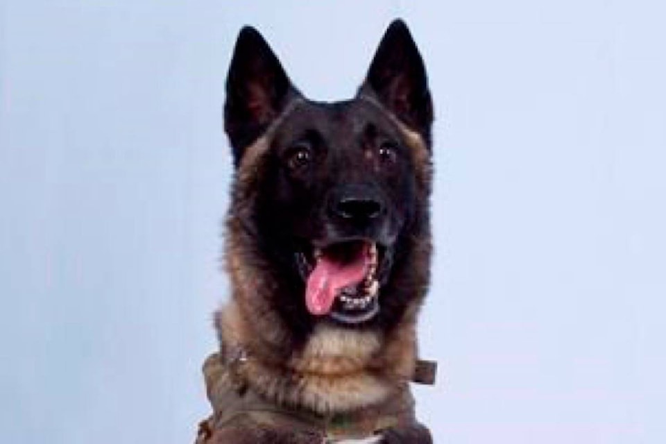 19185698_web1_191031-RDA-Working-like-dogs-Canadian-special-forces-quietly-build-up-canine-units_1