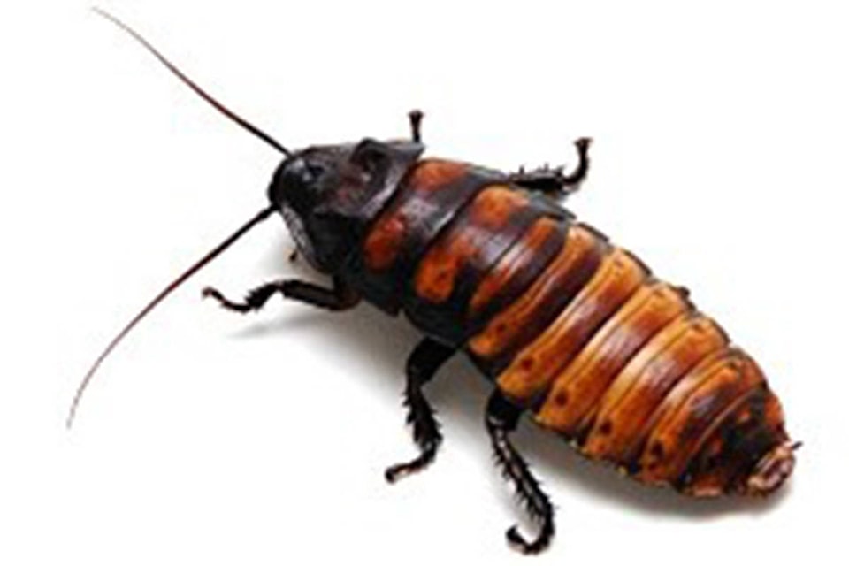 19388616_web1_cockroach