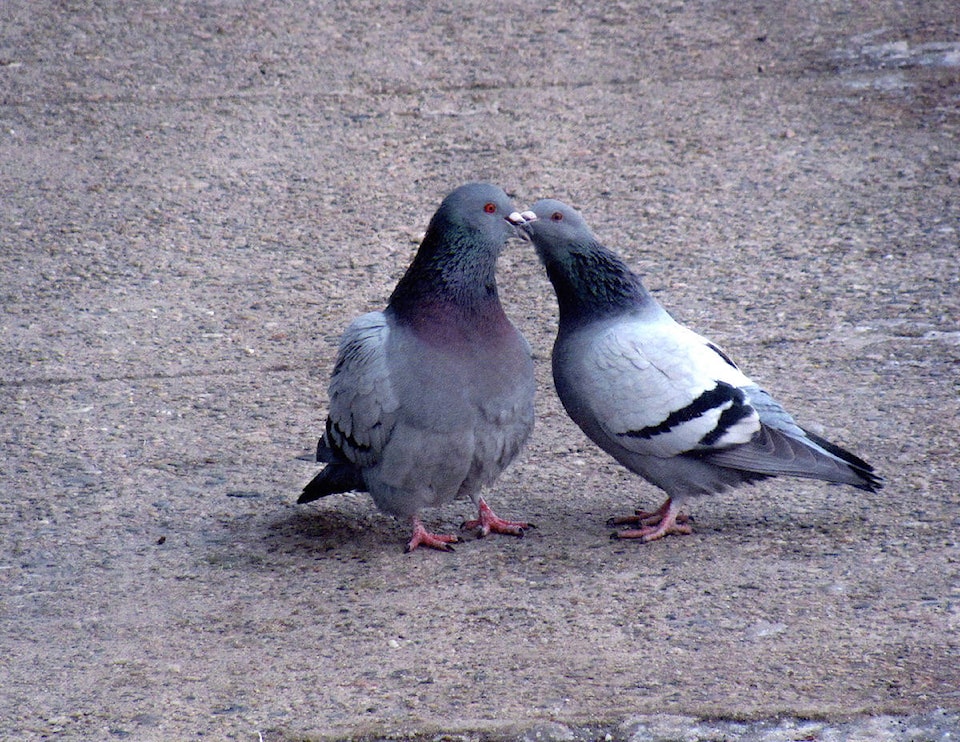 19483026_web1_170117-TDT-pigeons-2