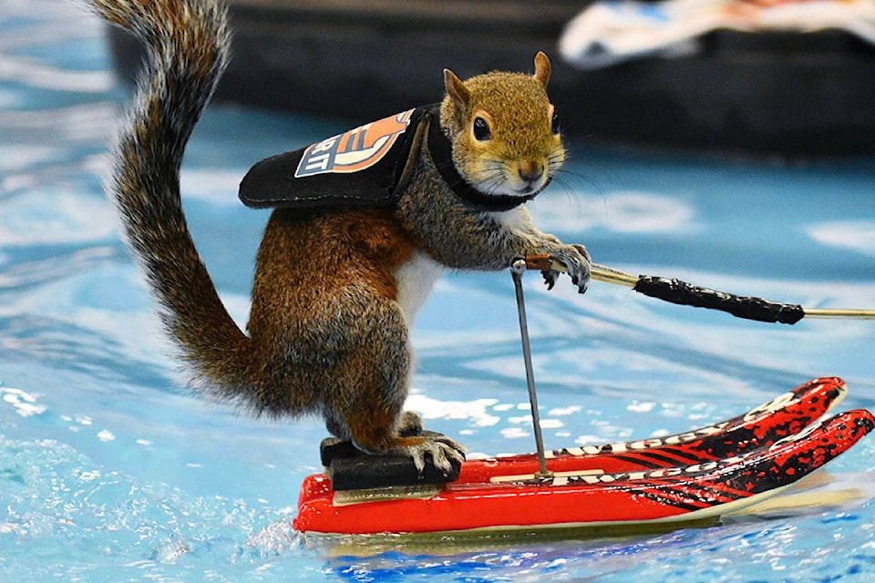 20477447_web1_Twiggy-waterskiing-squirrel
