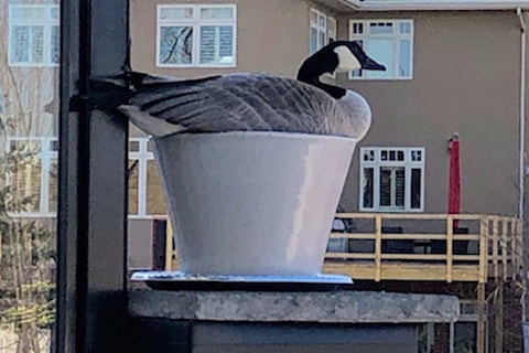 Canada geese return to familiar Red Deer home Red Deer Advocate