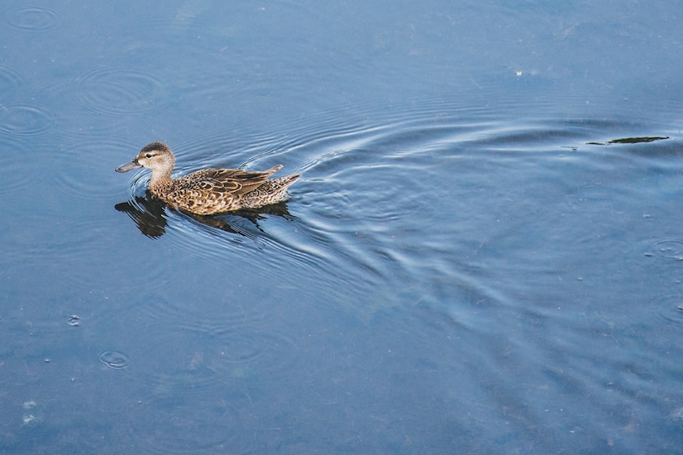 The Gaetz Lakes Sanctuary is Alberta’s oldest migratory bird sanctuary. The 122 hectares of protected land is within Red Deer’s city limits. (Black Press Media file photo(