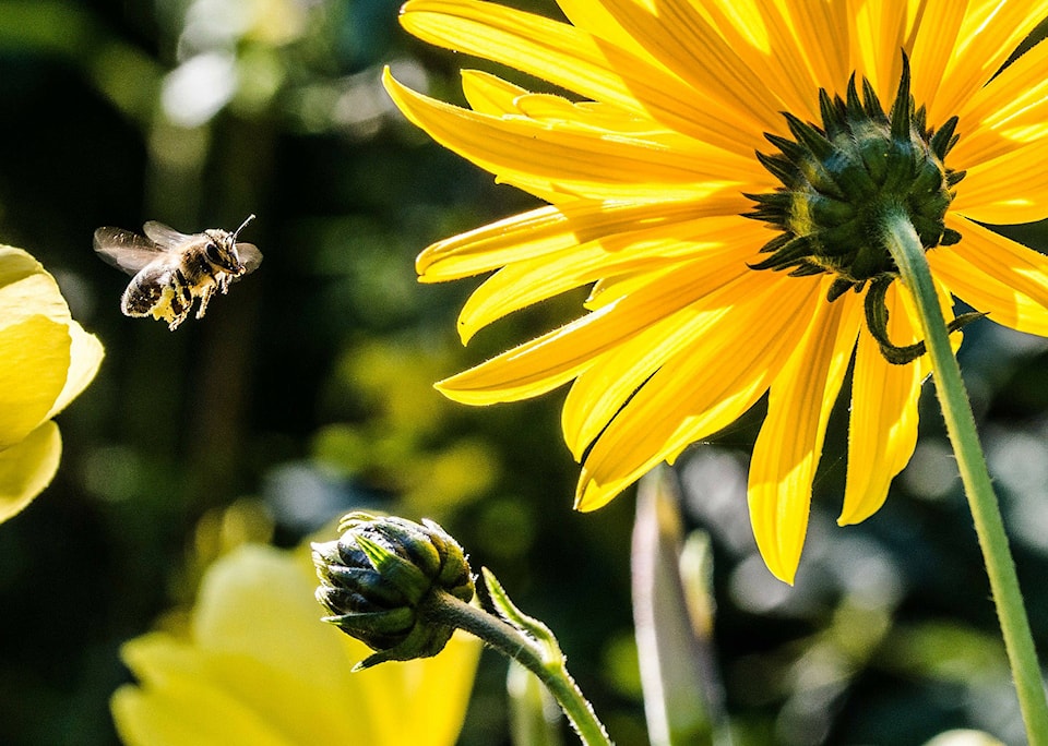 21561022_web1_bee-pollinator